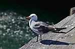 SD5 IMG_4248