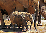 SD8 zoo IMG_2375 mod lr lr2 LR