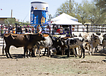 f IMG_9997 LR