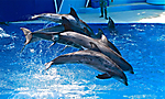 Summer Escape - San Diego SeaWorld