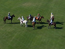 Polo 2023 -6