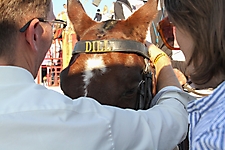Polo 2023 -90