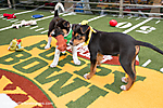The Puppy Bowl from Animal Planet