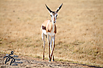 IMG_7149 copy