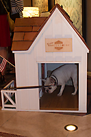 dog in house