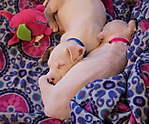 puppies sleeping