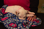 puppy sleeping