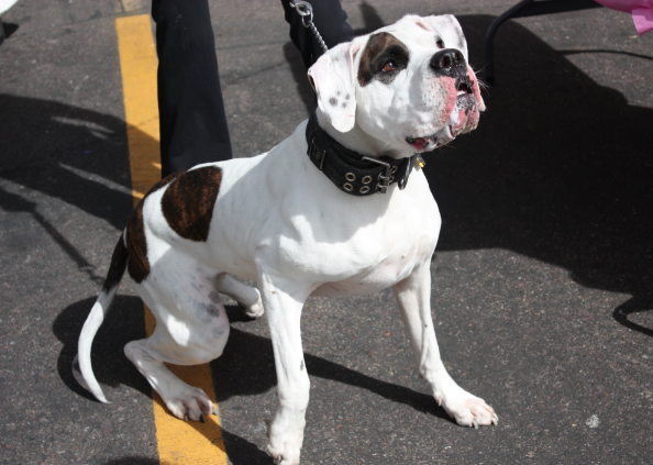 AmericanBulldog