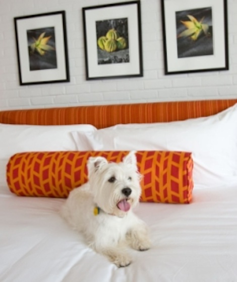 hotelvalleyhopets