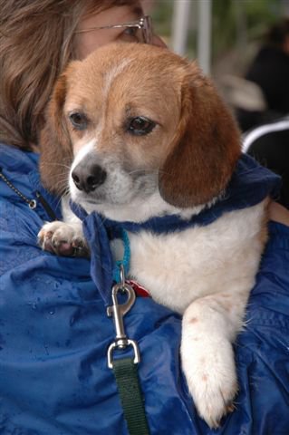 RESCUEDog