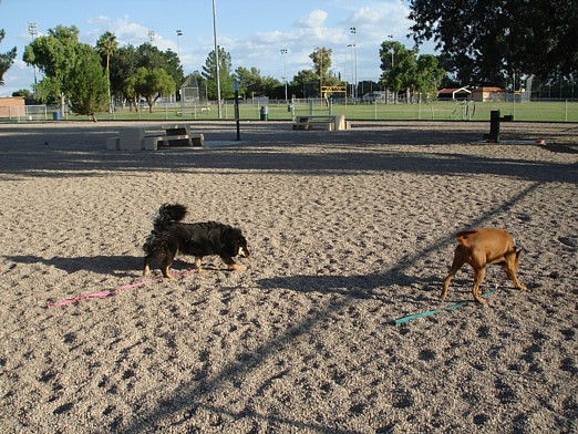 dog-palo verde