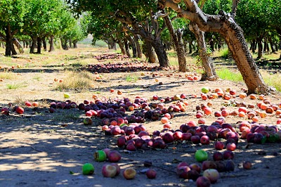 appleannies