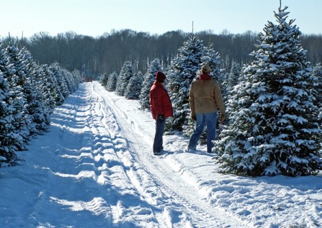 christmas-trees1