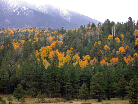 coconino