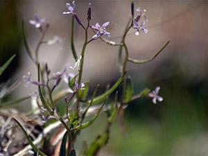 The Nature Conservancy