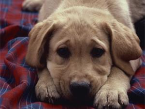 Lucky Dog Rescue