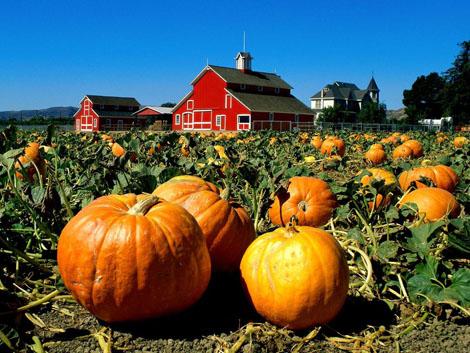 growing-a-pumpkin-patch