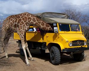 out of africa1