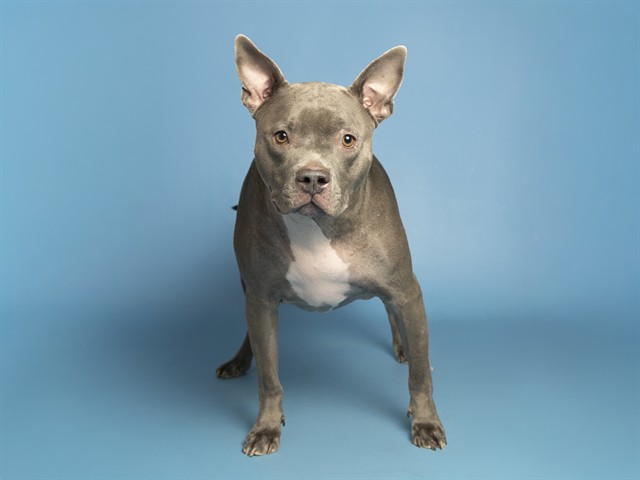 Payson Looking for Forever Home Four Years After Surviving Parvo