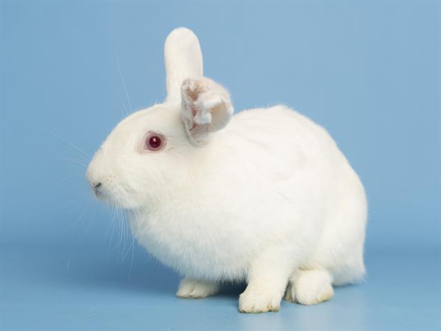 Bonnie the Bun Bun Needs a Forever Family!