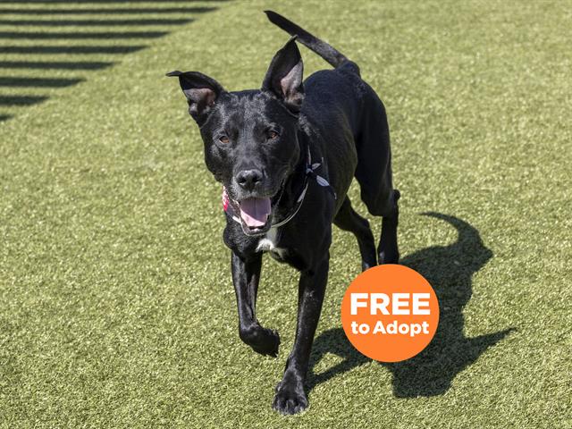 Zeus Looking for a Mount Olympus to Call his Own