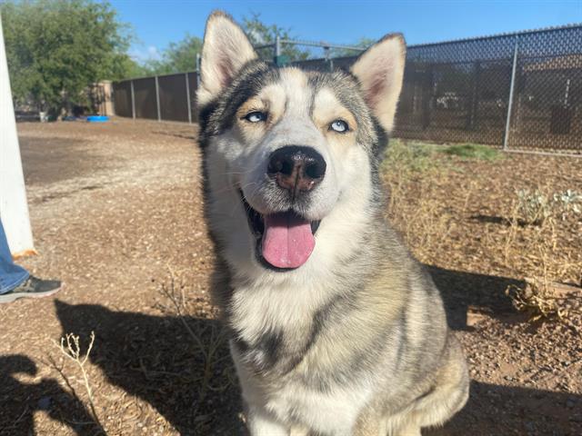 Samuel the Husky Prefers Snuggling from Afar