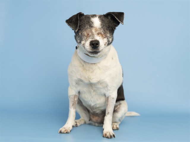 Special Needs Pup Looking for Special Home