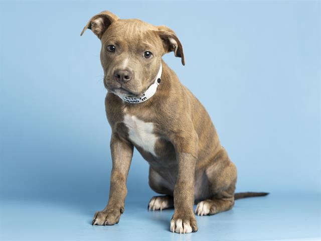 Corduroy the Pittie Pup Survives Deadly Parvovirus!