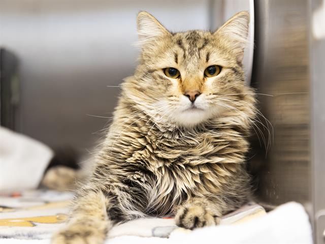 Savy the Cat Looking for Savvy Forever Home