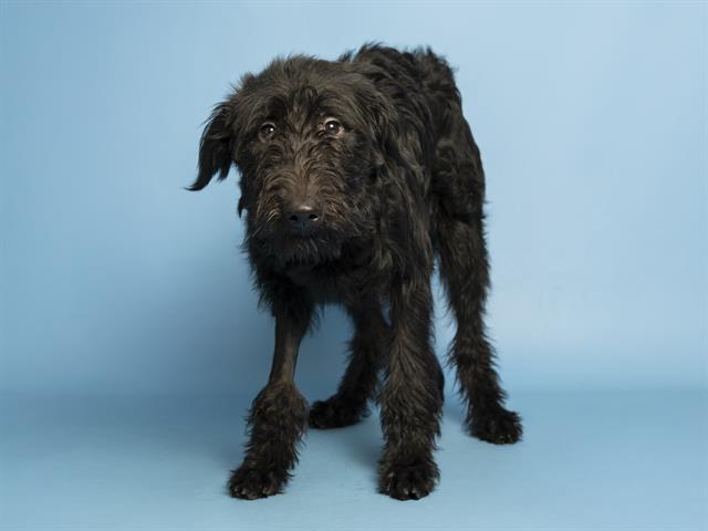 Sherbert Even Sweeter than her Namesake