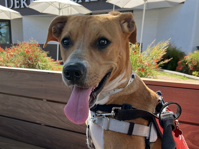 Arizona Humane Society Hosting $0 Fees for Adult Dogs & Cats - Including Charlotte!