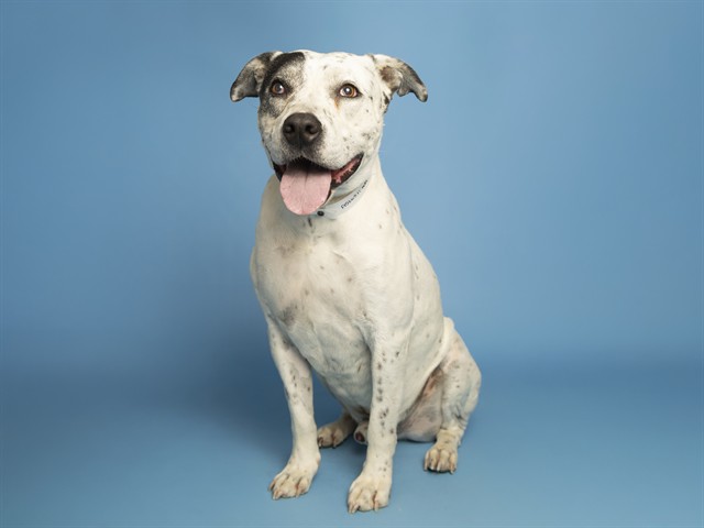 Find Your Next Forever Buddy!