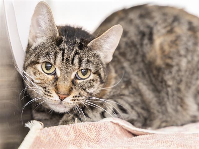 Temo Hopes to Find Furever Home After Owner Passes Away