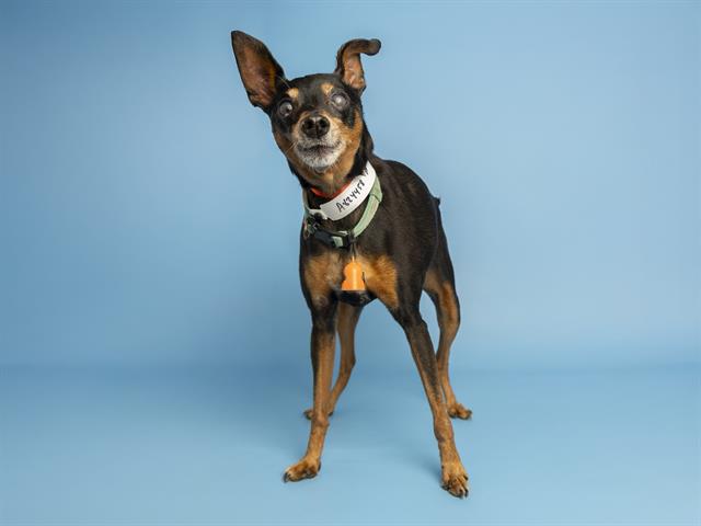 Blind Senior Miniature Pinscher Looking for Special Home
