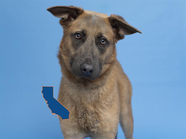 California Charlie Looking for Forever Home in Arizona!
