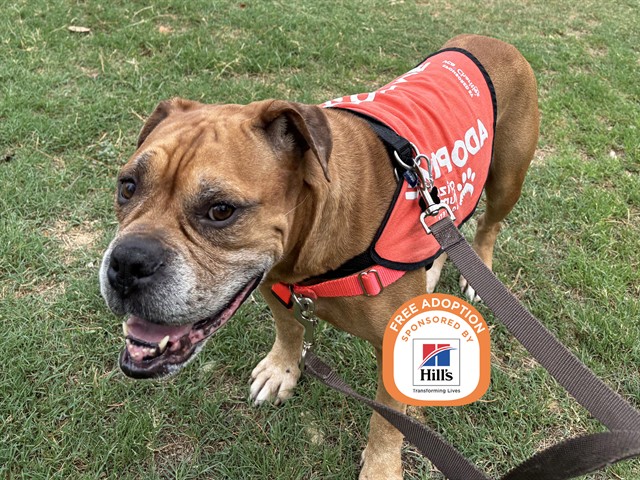 Frankie is Full of Wrinkly Cuteness and Fun!