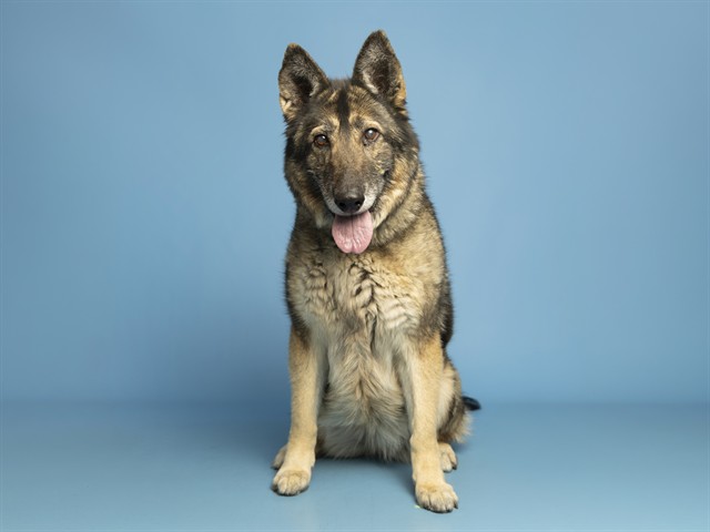 Roxy Heart Is a Star!