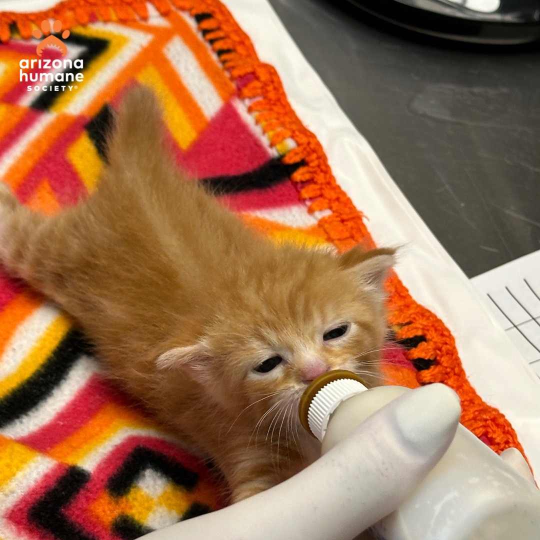Arizona Humane Society in Critical Need of Fosters for Tiniest Patients