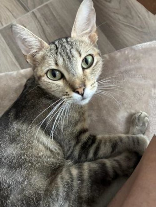 Shy Shilah Looking for Special Home