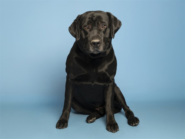 Help Pets like Payson by Fostering