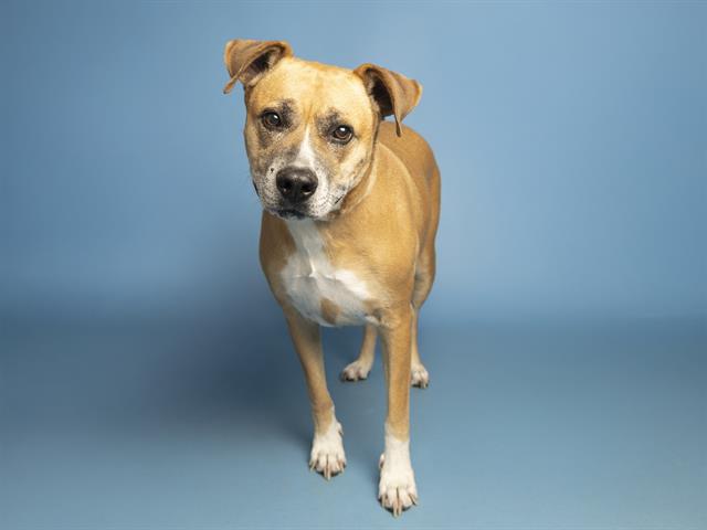 Wherefore Art Thou Romeo? At the Arizona Humane Society, of course!