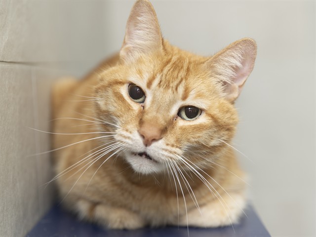 Senior Kitty Hopes to Live Golden Years in True Forever Home