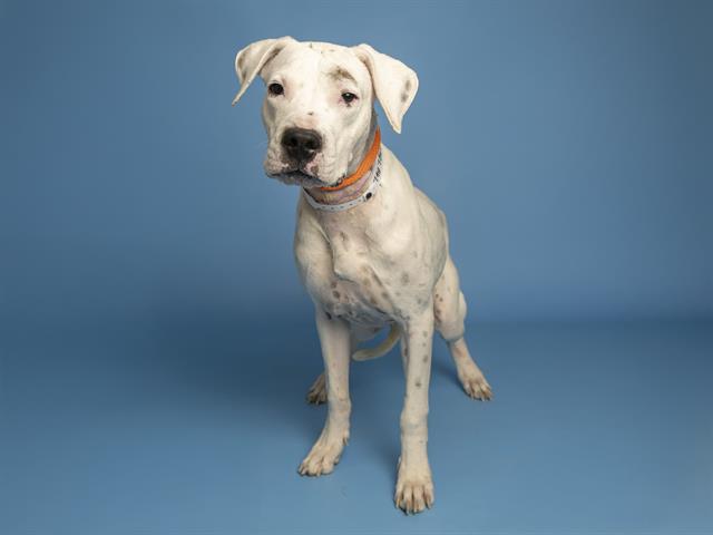 Perla Looking for Patient, Loving Family