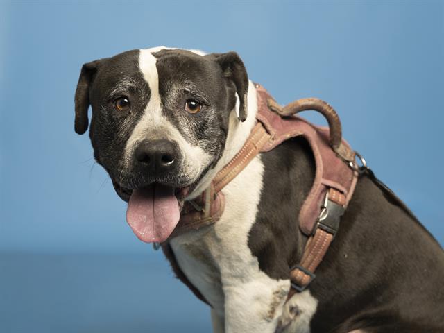 All Allie Wants is a Forever Family