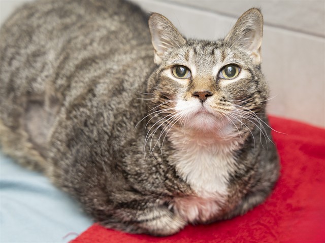 Senior Brown Tabby Seeks Loving Home to Continue Health Journey