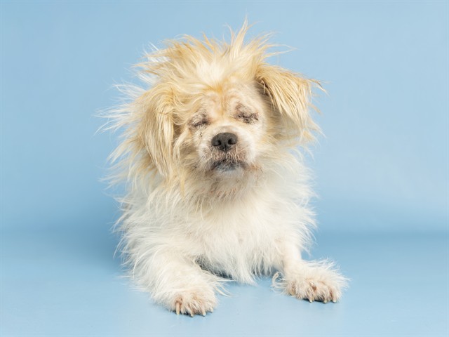 Susan Resembles an Adorable Muppet!