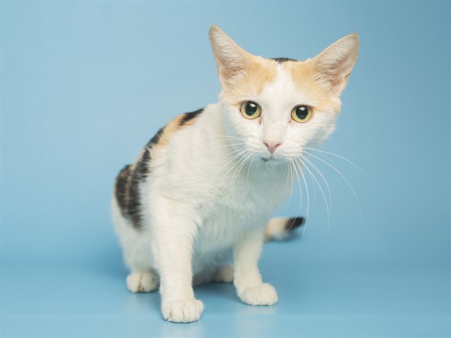 Heaven is an Angel of a Kitten