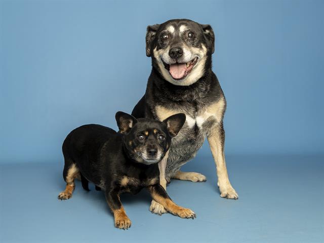 Best Buddies Duo Looking for Home Together
