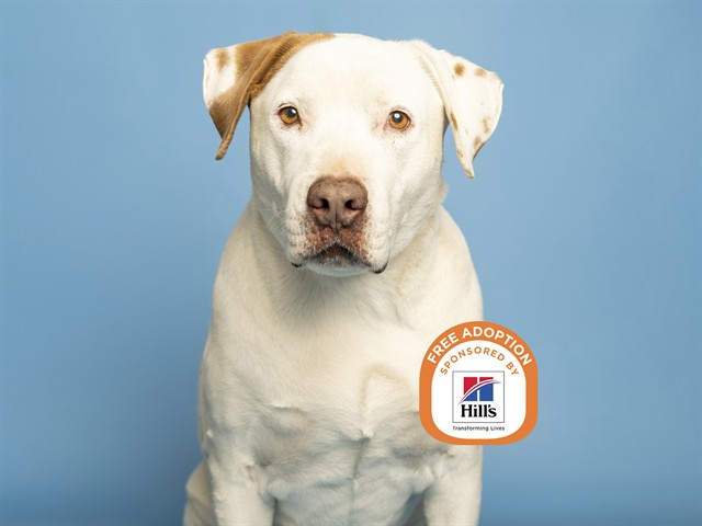 Dexter is a Lovable Giant with a Huge Heart