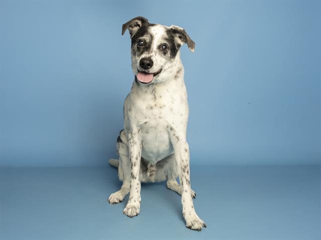 Sweet Senior Pup Looking for True Forever Home